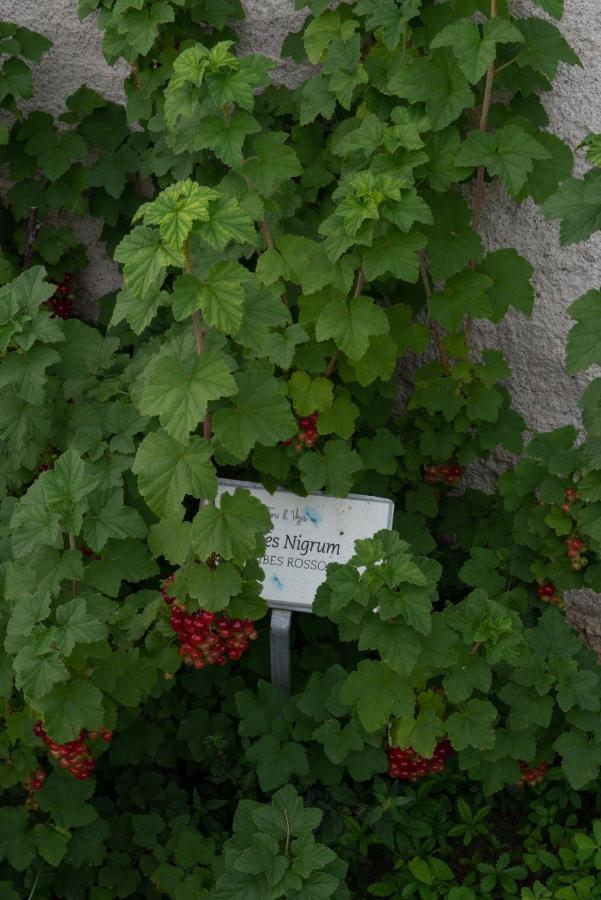 Fiori&Vigne Di Cecilia Marcon Villa Farra di Soligo Exterior photo